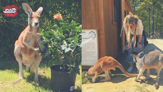 Exploring North Carolina: A Day Trip to Animal Edventures Sanctuary