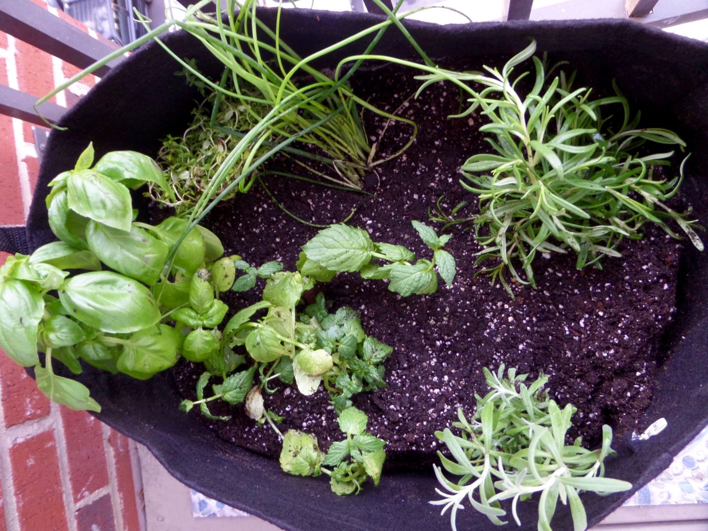 Creating My Herb Garden with Gardenuity!