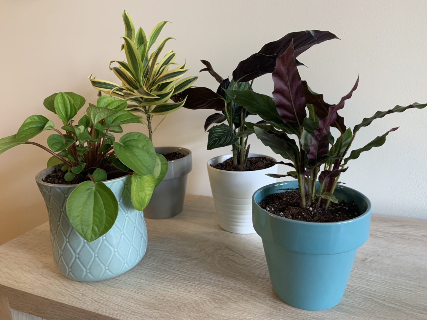 A Greener Home with House Plant Box: A Monthly Plant Subscription Box