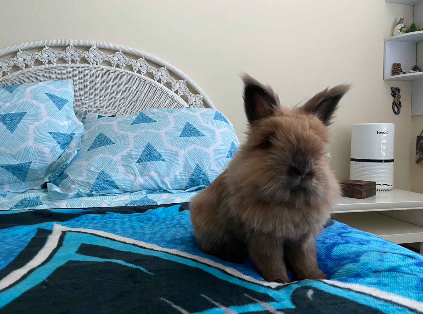 Since We Can’t Visit The Easter Bunny, Photos of My Lionhead Rabbit is the Next Best Thing!