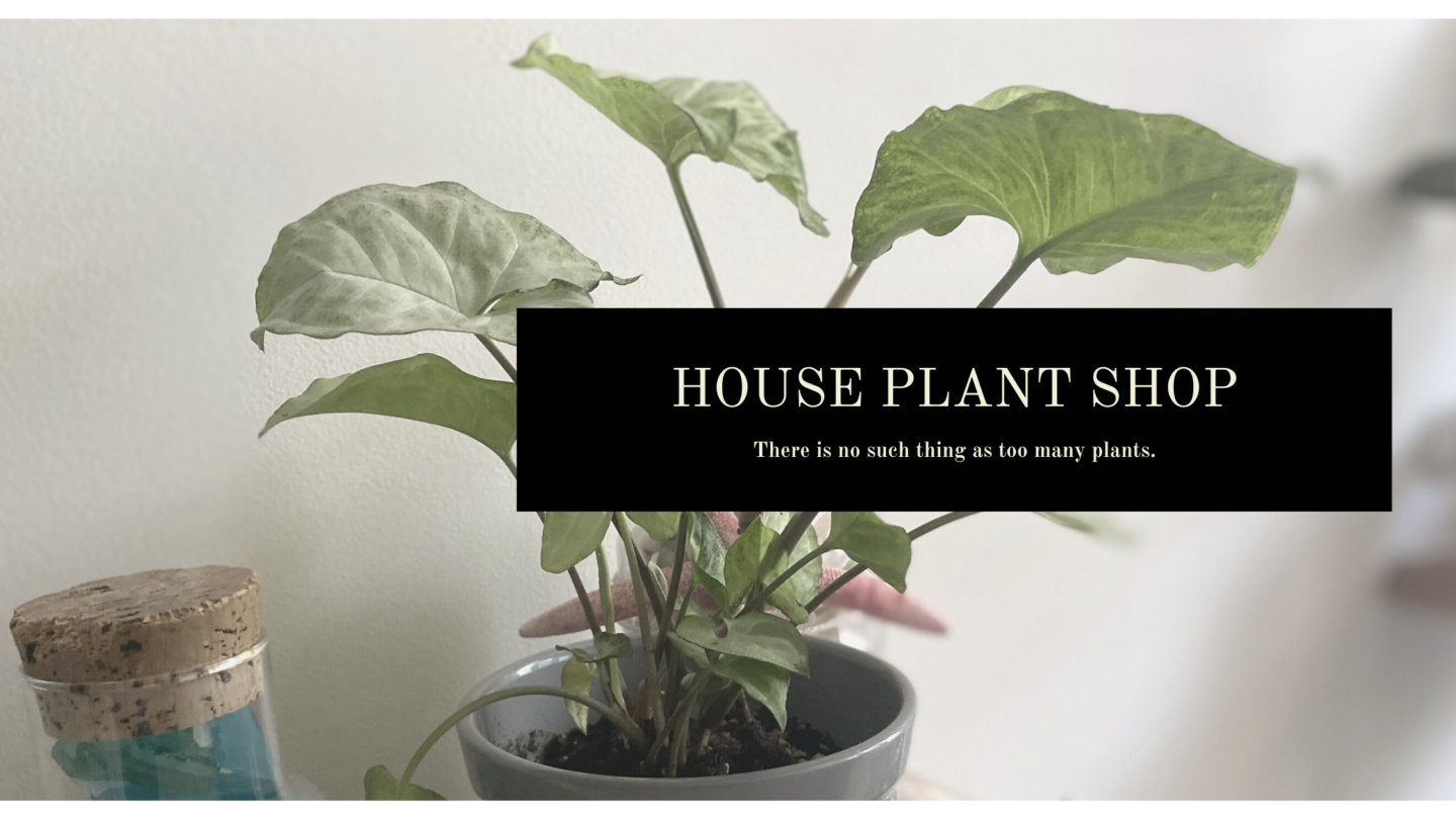 Make Your Quarentine “Green” with House Plant Box: A Monthly Plant Subscription Box