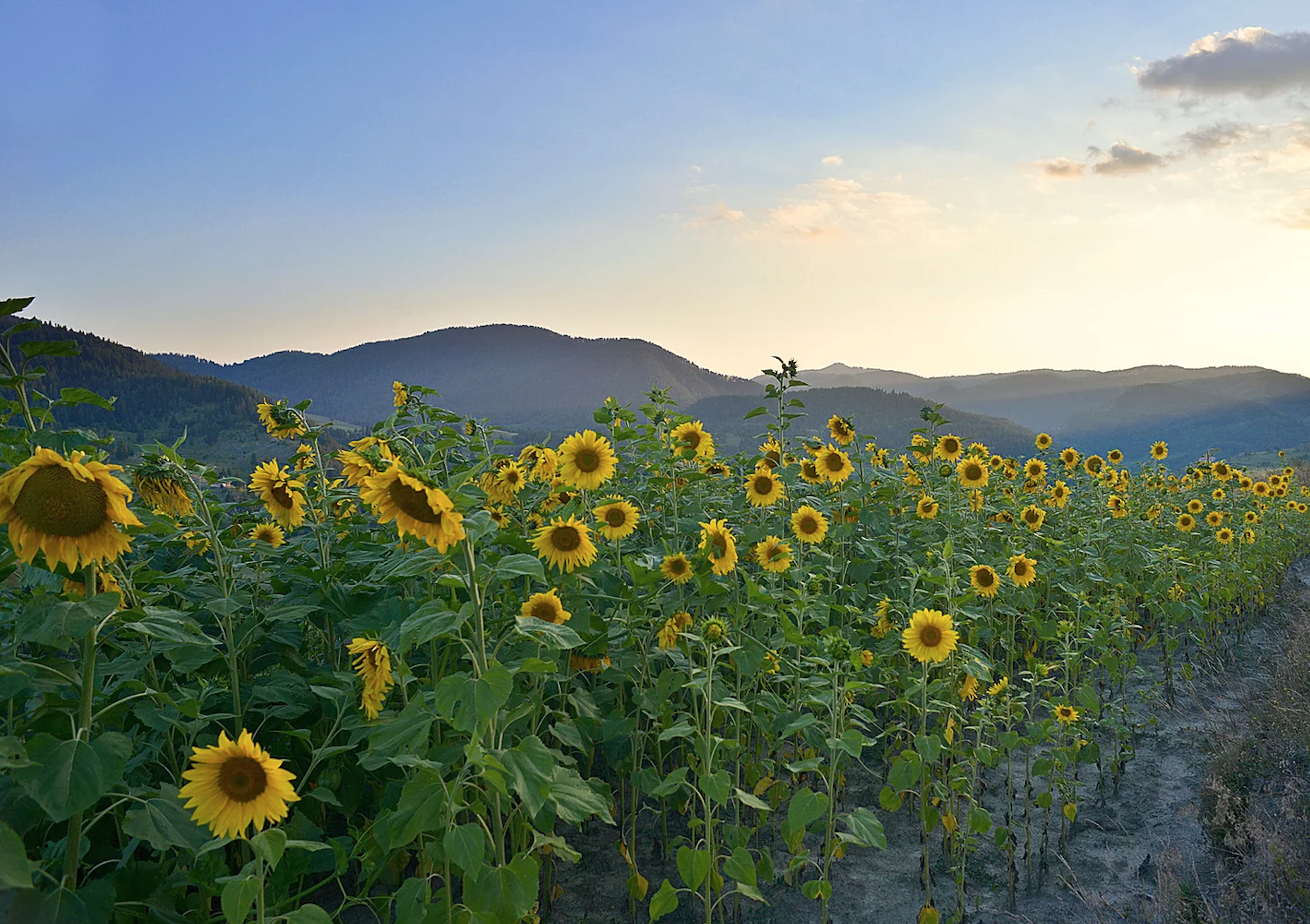 Jeter Mountain Farm